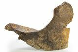 Dinosaur (Triceratops) Partial Mandible Bone - Wyoming #312020-1